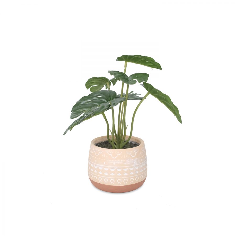 Monstera In Ceramic Pot