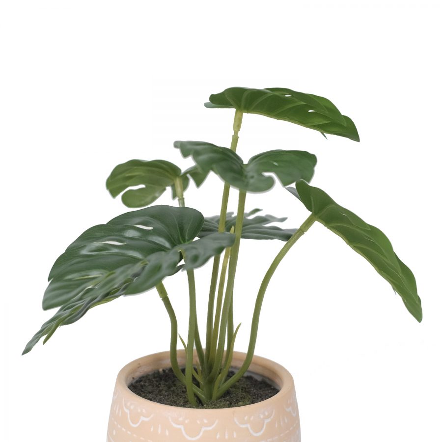 Monstera In Ceramic Pot
