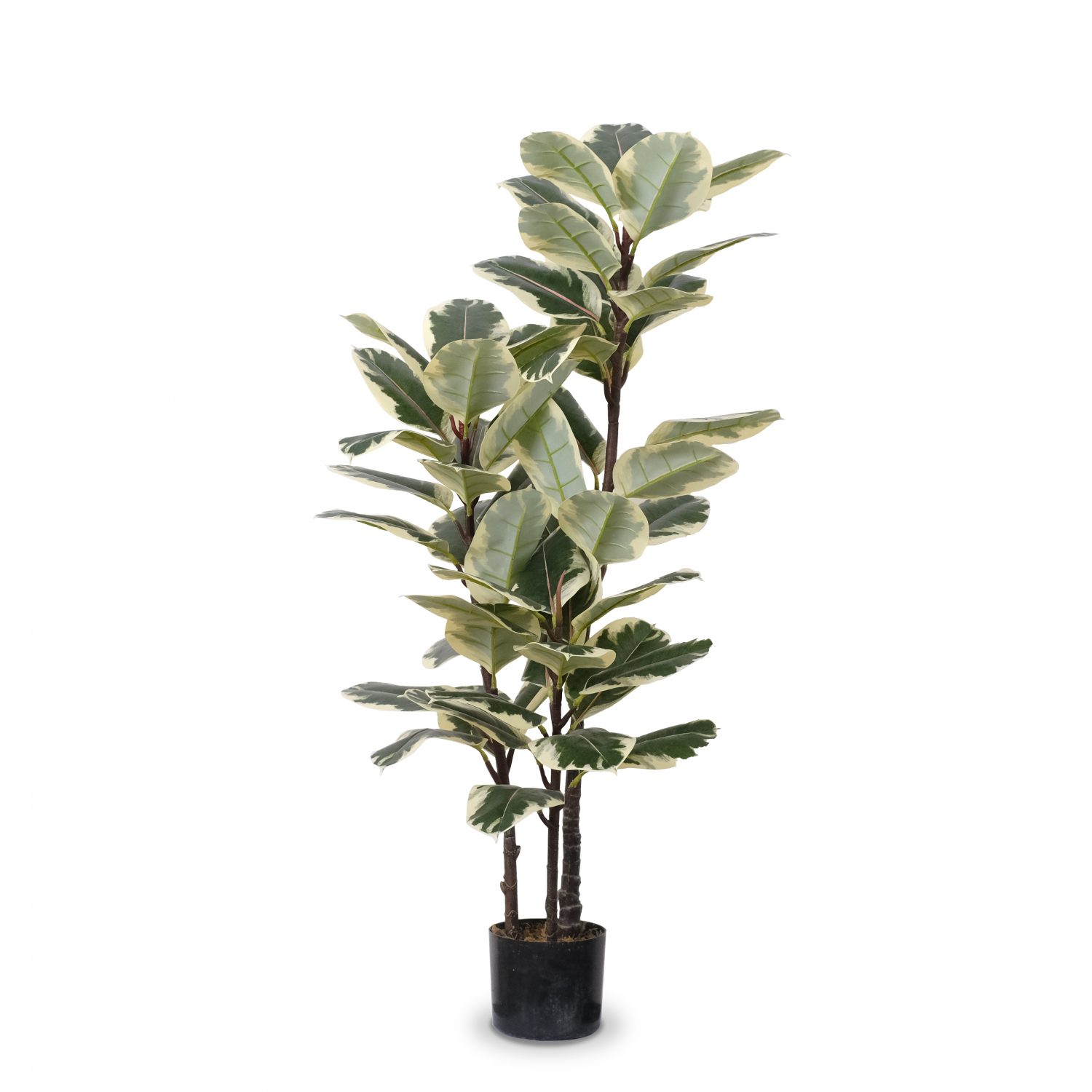White-Edge Oak Tree 120cm