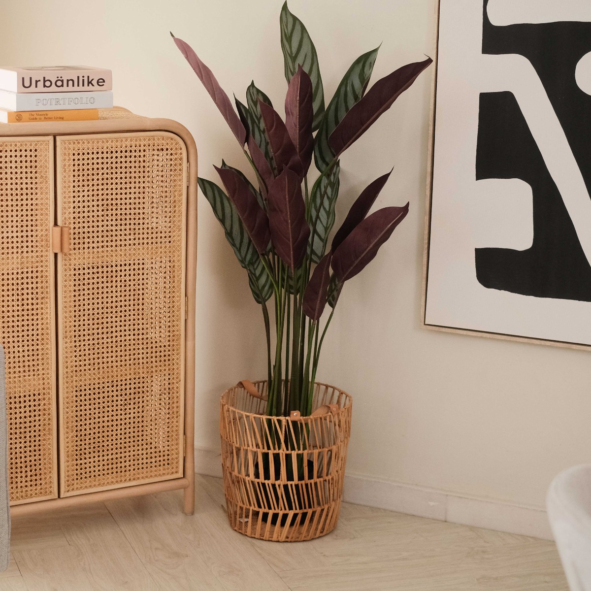 Calathea Ornata Plant 140cm
