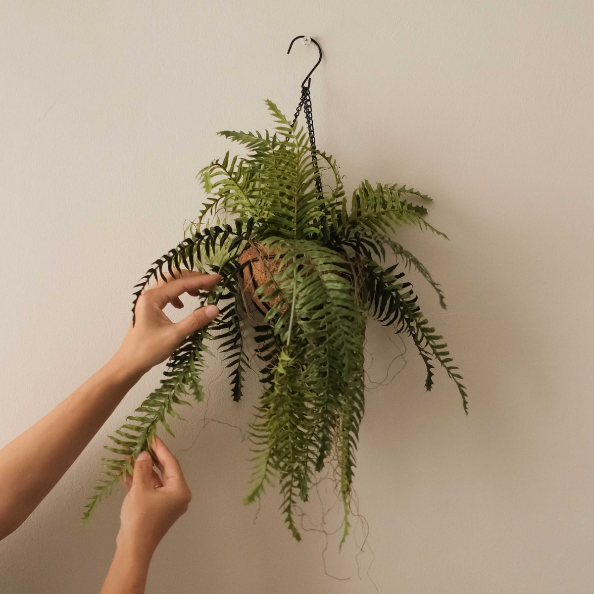 Hanging Fern 60cm