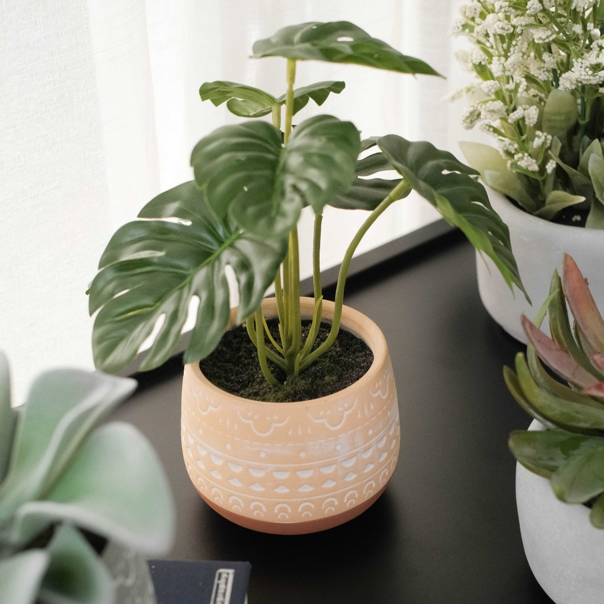Monstera In Ceramic Pot