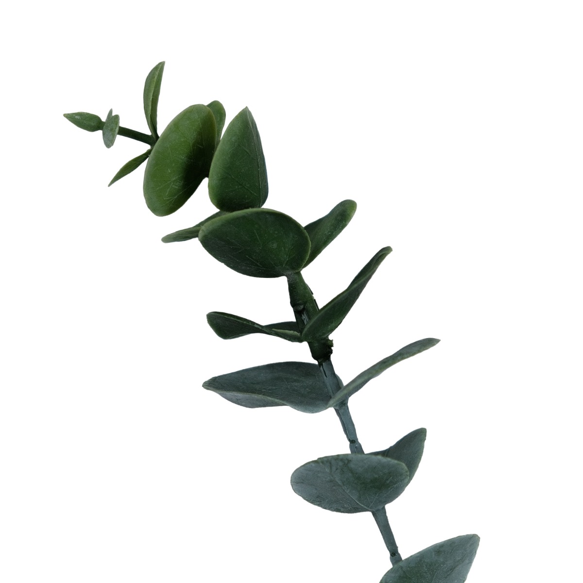 Eucalyptus Stem 76cm