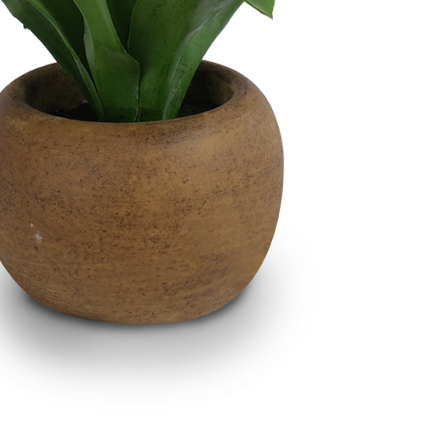 Agave in Paper Mache Pot