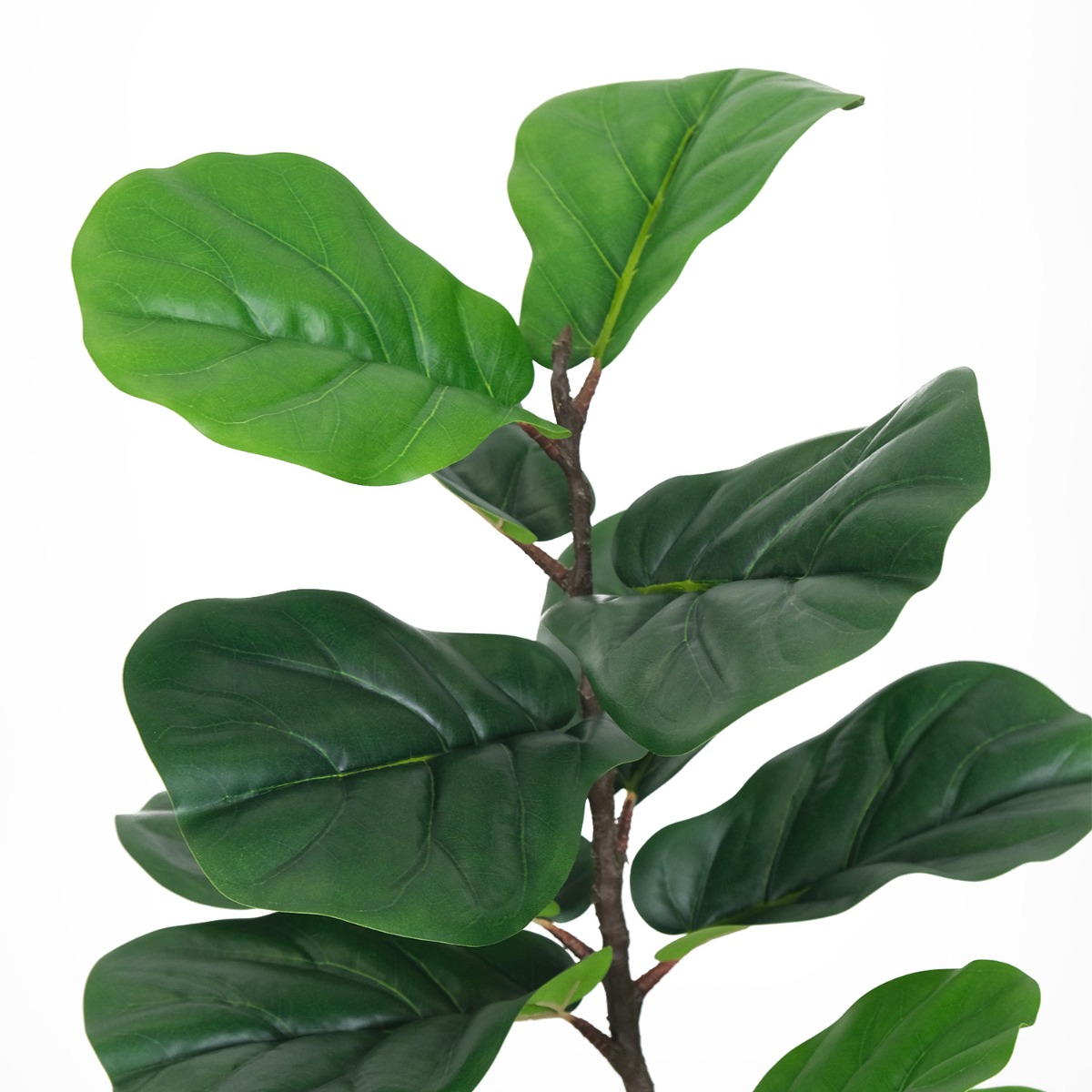 Fiddle Fig 183cm In White Pot