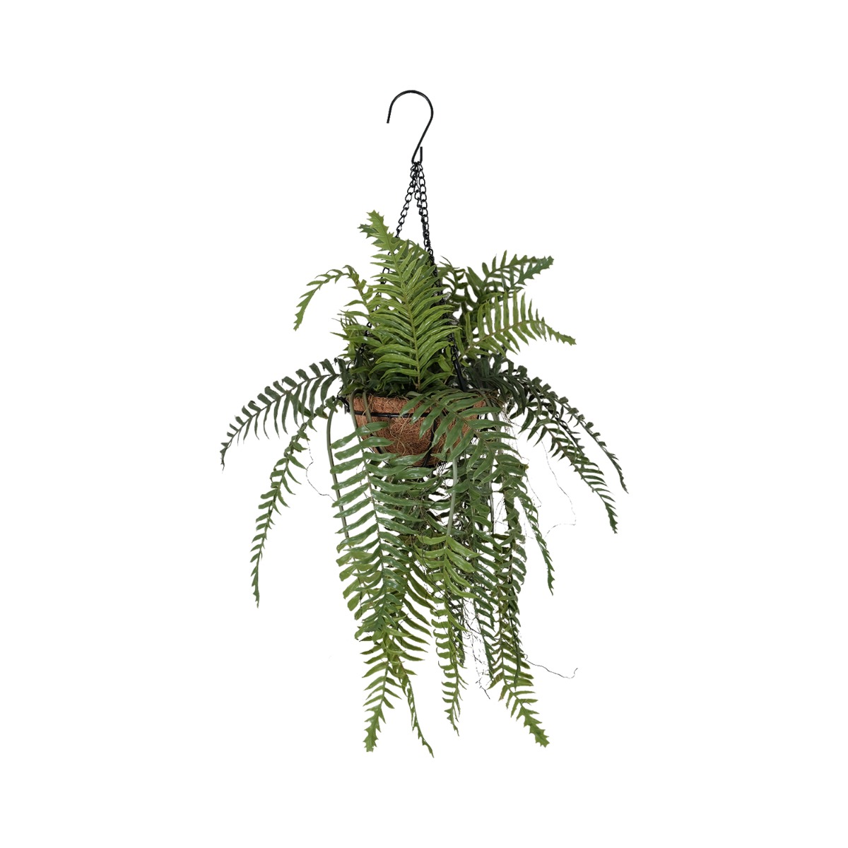 Hanging Fern 60cm