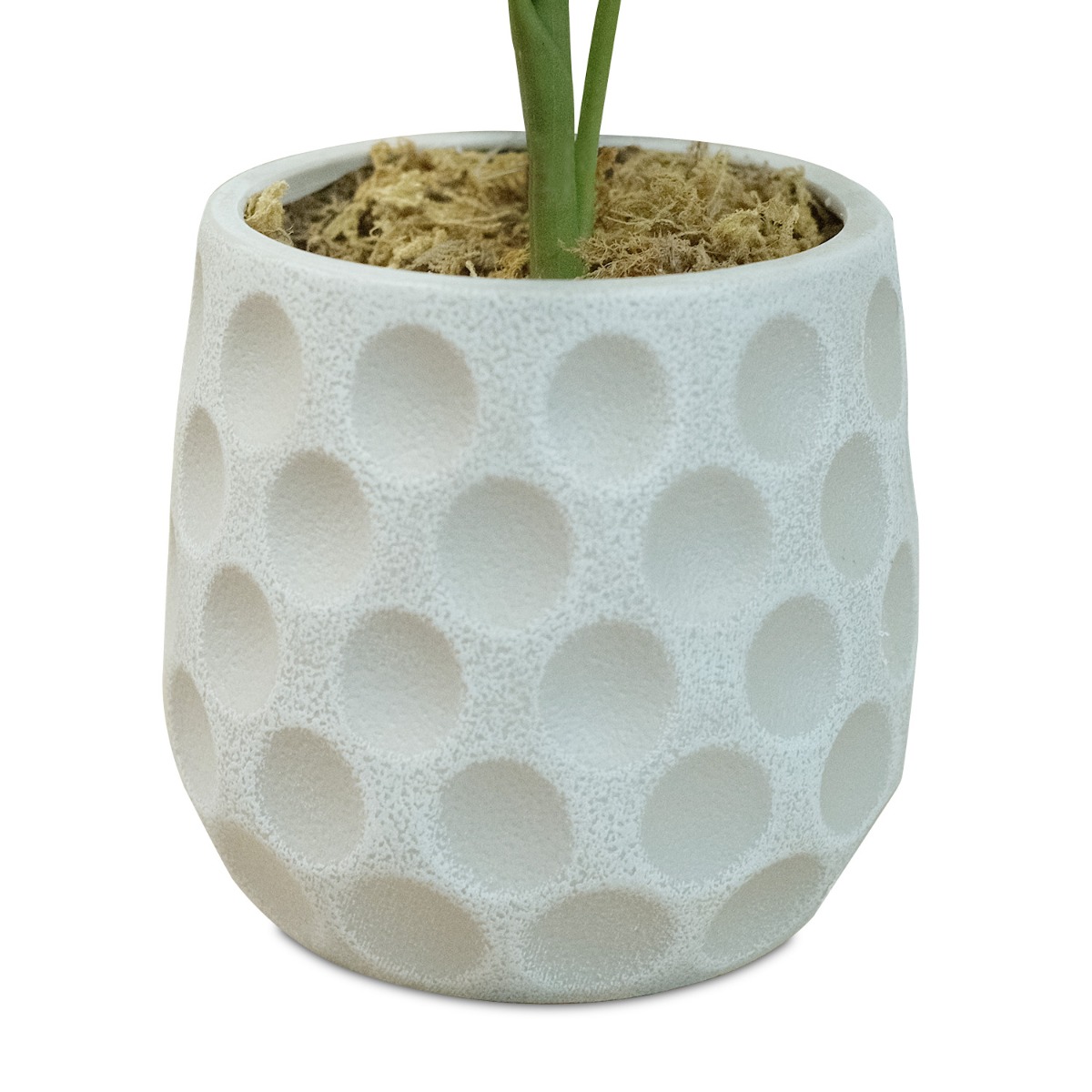 Money Tree 55cm