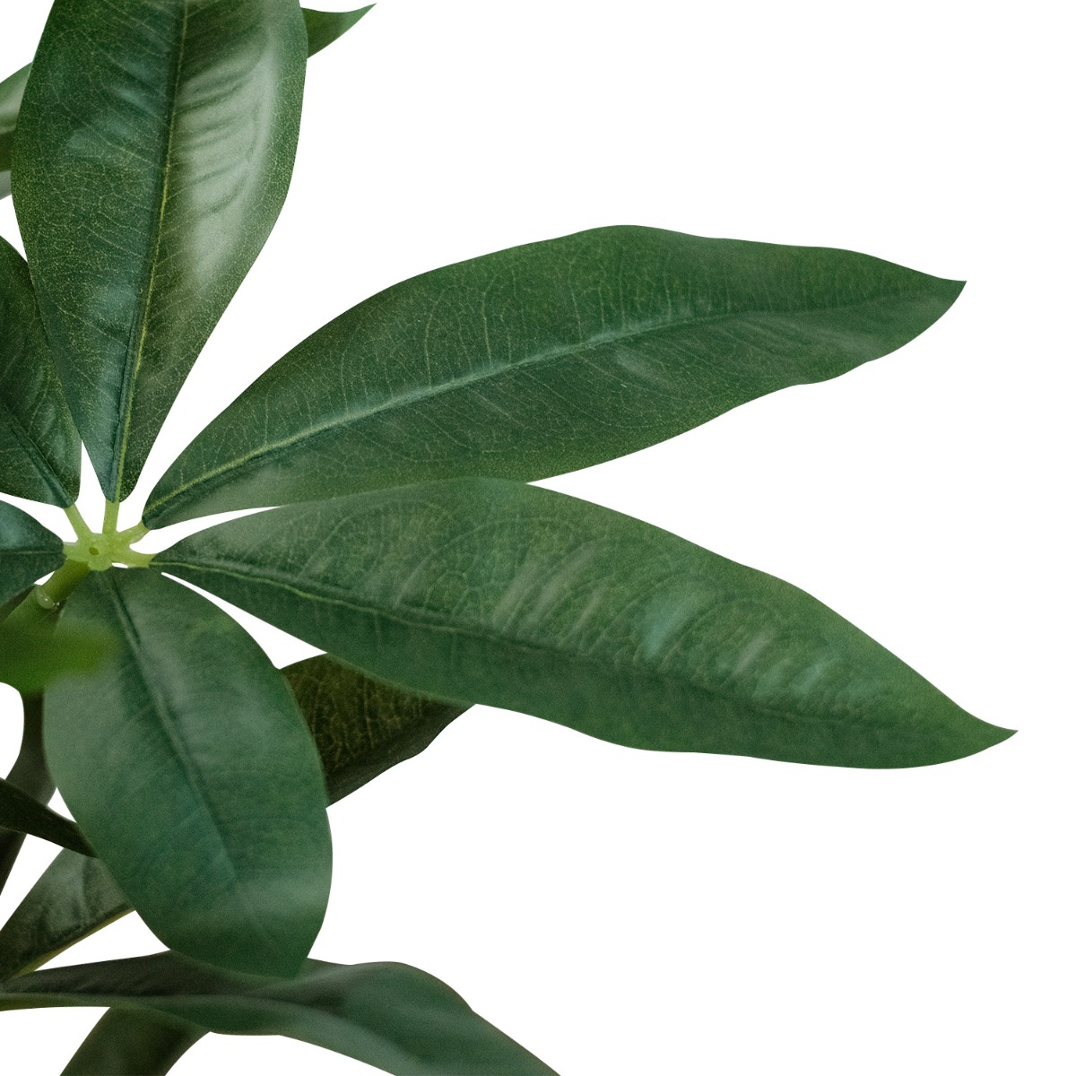 Money Tree 55cm