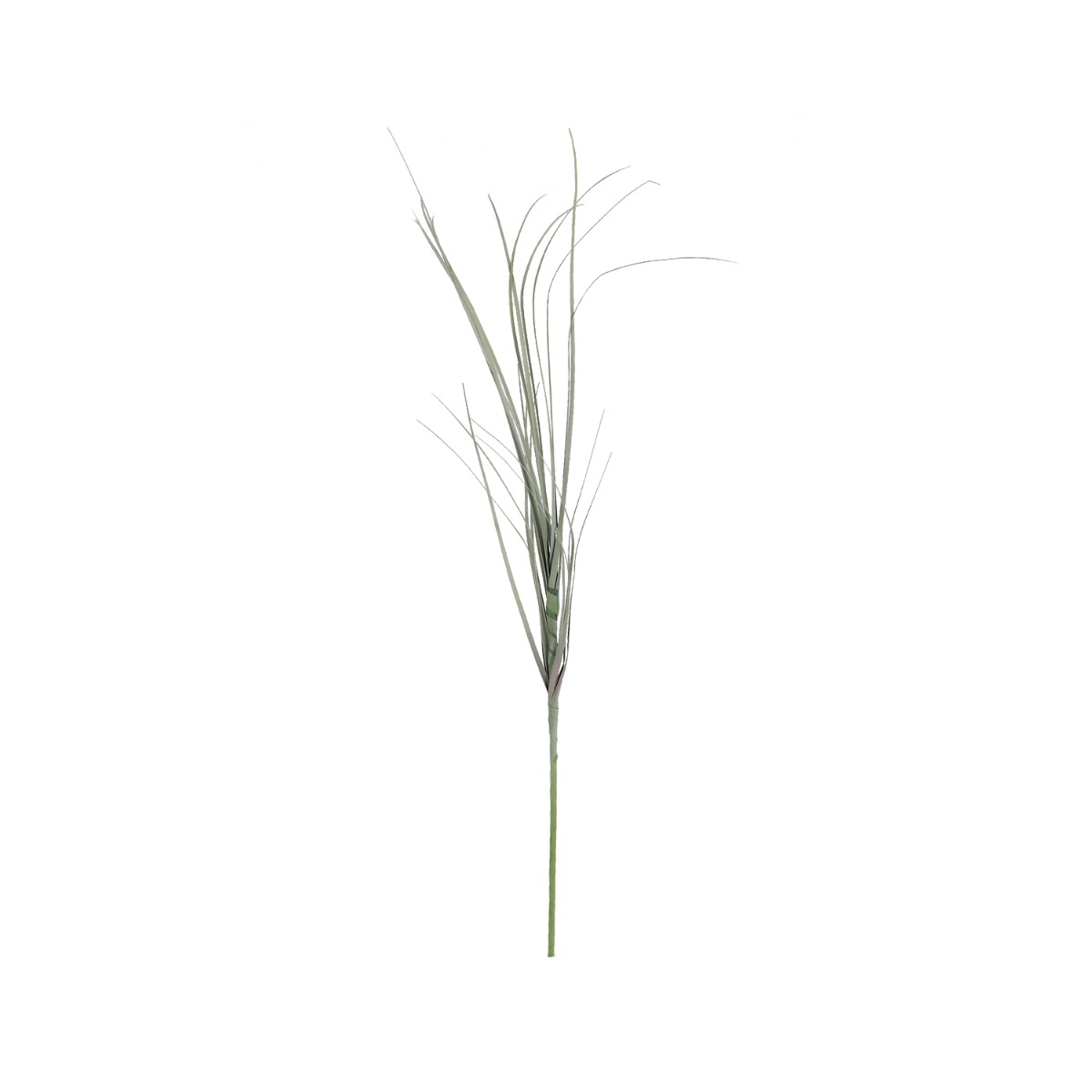 Onion Grass Stem 60cm