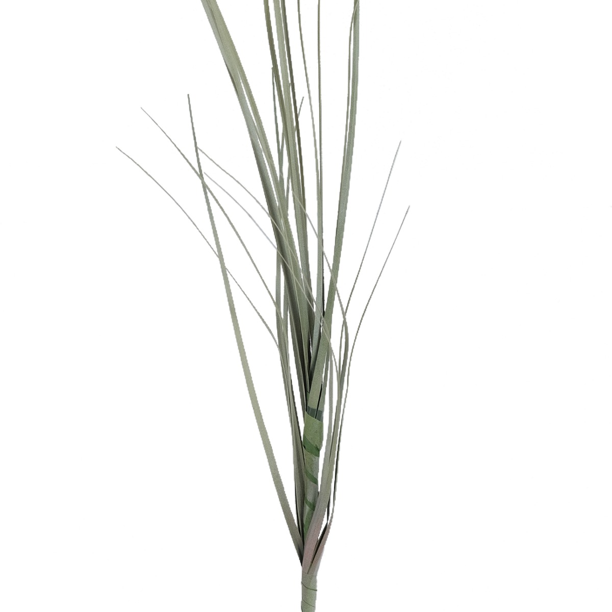 Onion Grass Stem 60cm