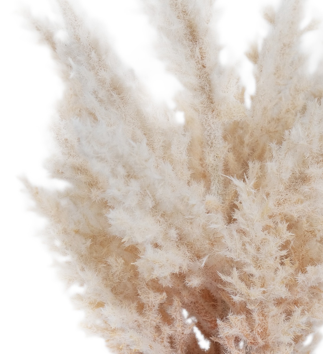 Pampas in Ceramic Vase