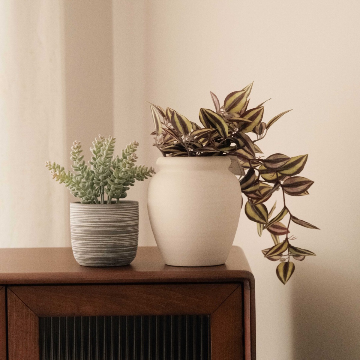 Tradescantia in Ceramic Pot