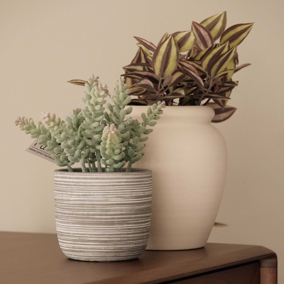 Cliff Cotyledon in Cement Pot