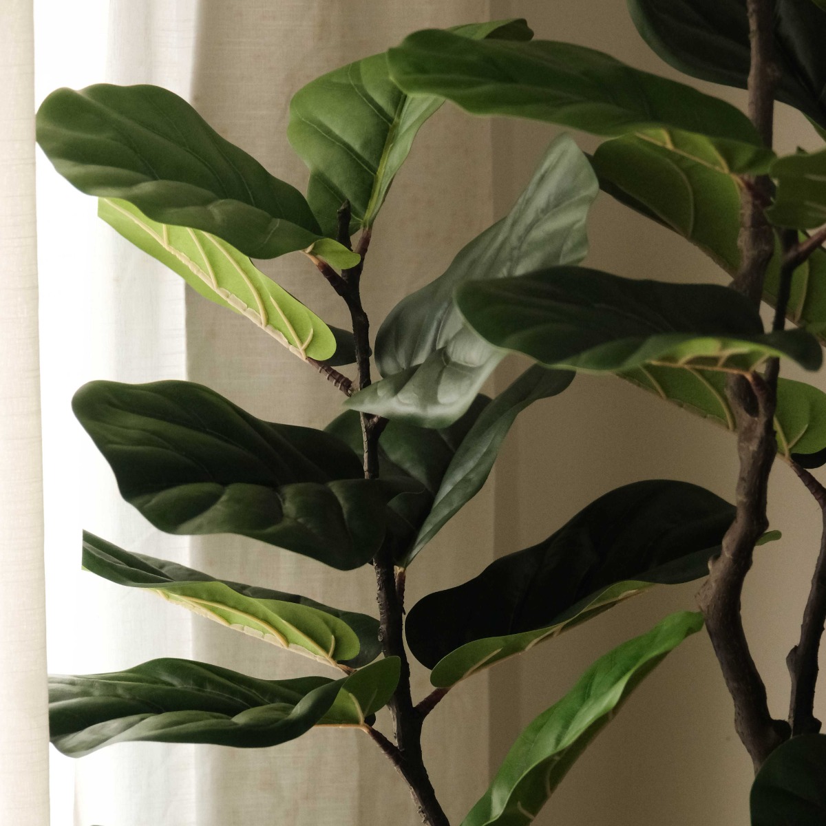 Fiddle Fig 183cm In White Pot