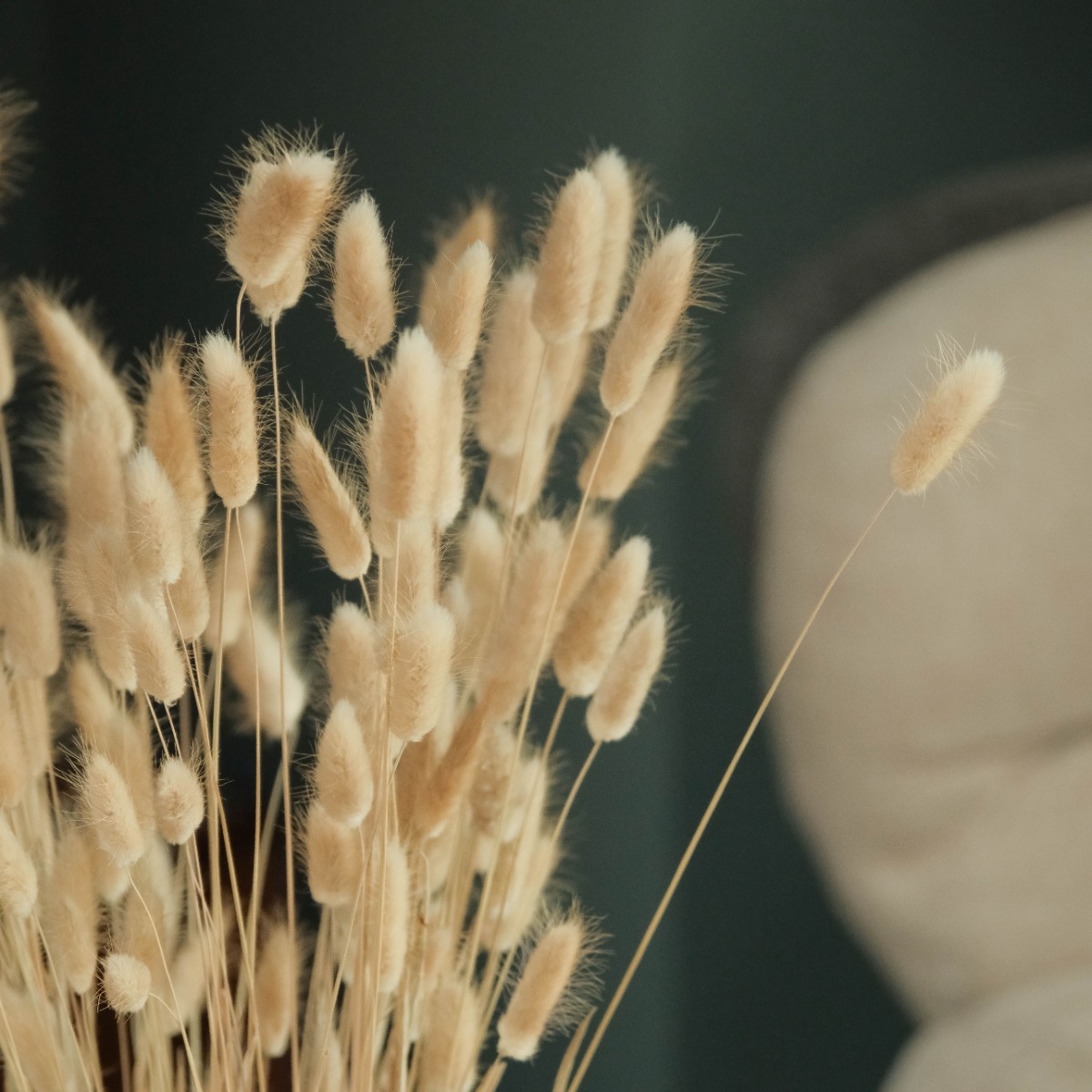 Preserved Natural Bunny Tail Grass 85cm (Bunch)