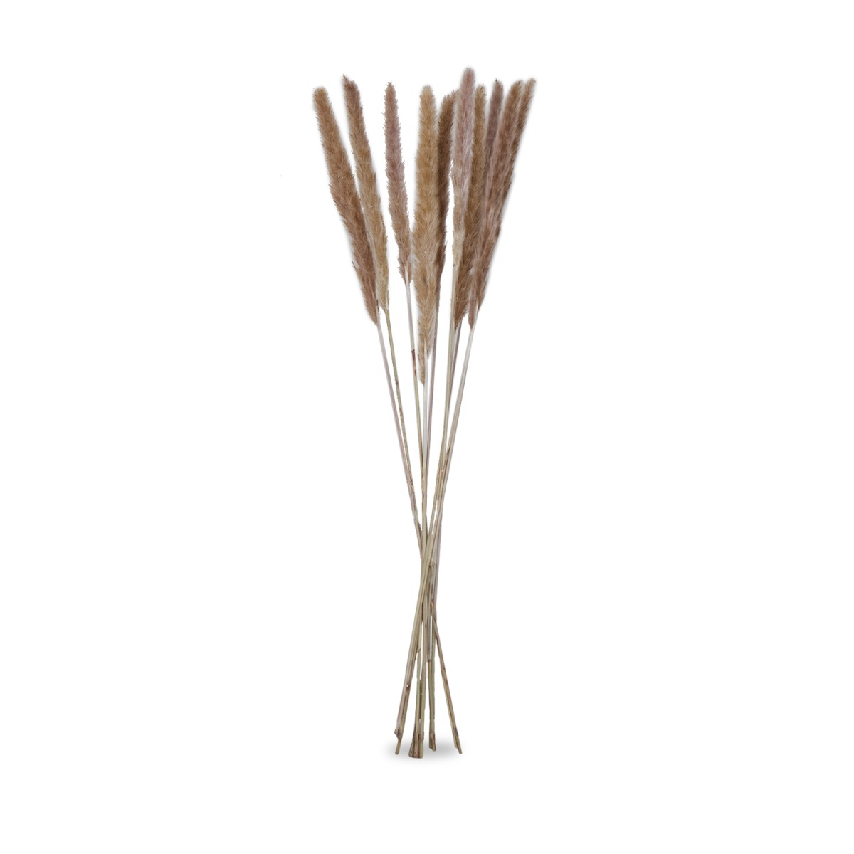 Preserved Gramineae Grass 85cm (Bunch)