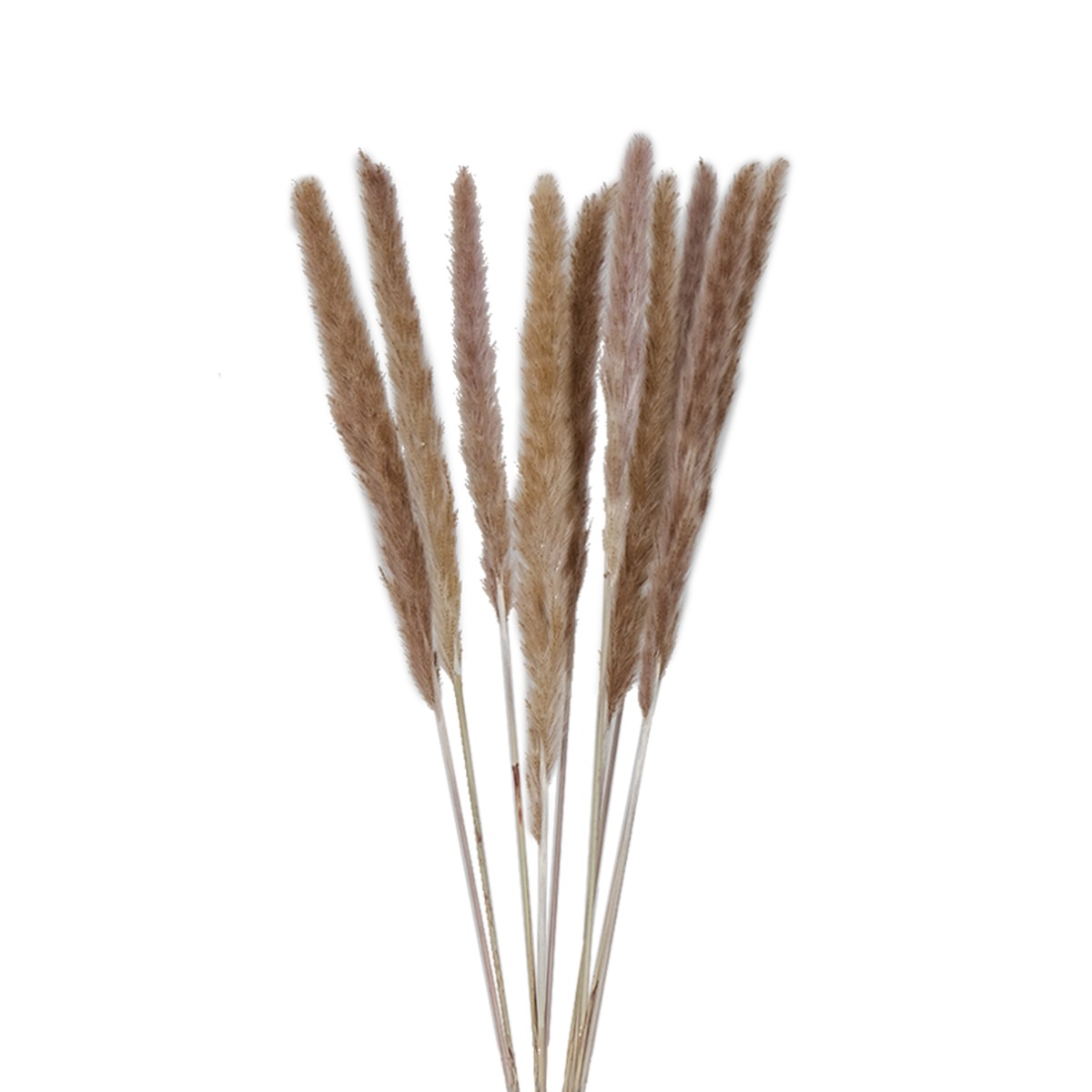 Preserved Gramineae Grass 85cm (Bunch)