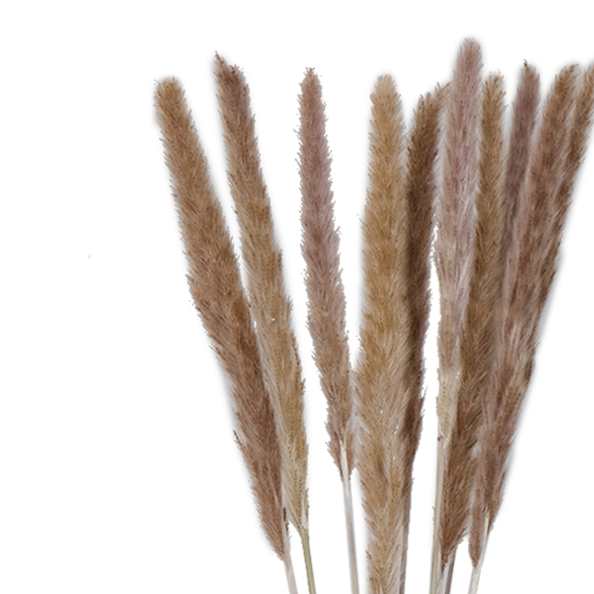 Preserved Gramineae Grass 85cm (Bunch)