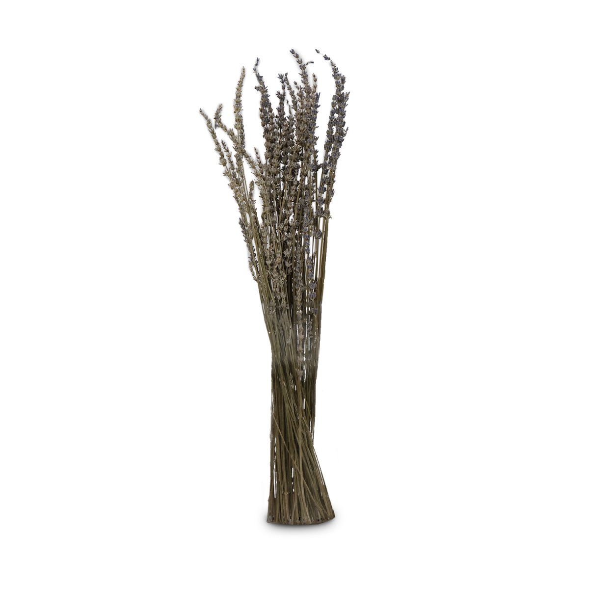 Preserved Lavender 60cm (Bunch)