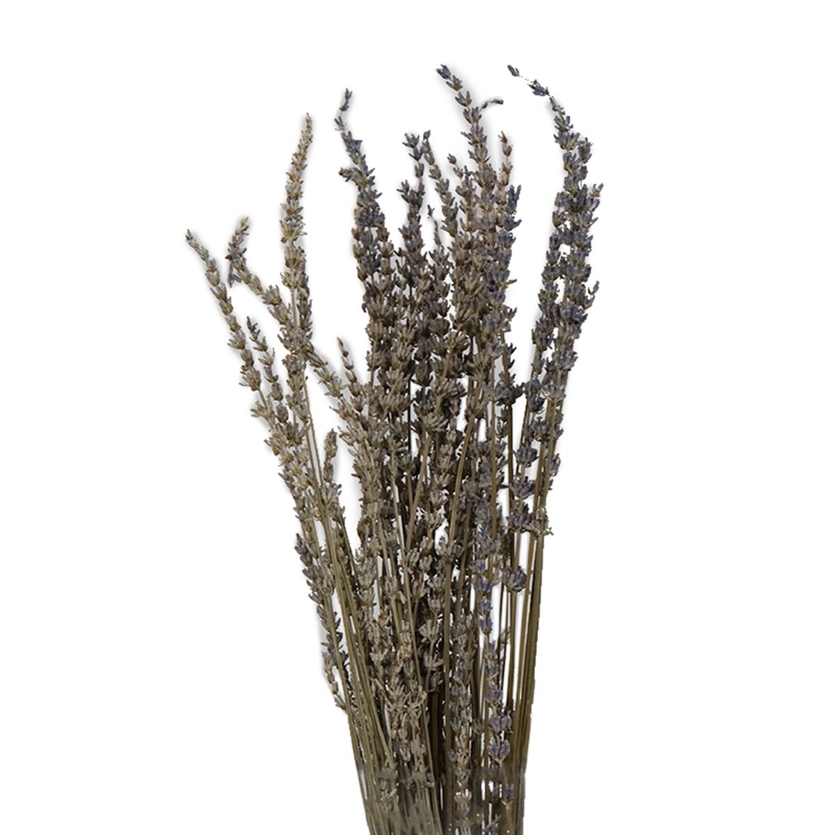 Preserved Lavender 60cm (Bunch)