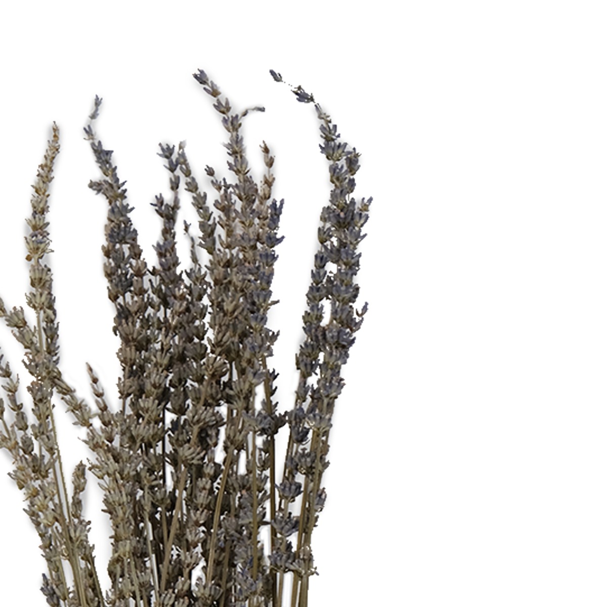 Preserved Lavender 60cm (Bunch)