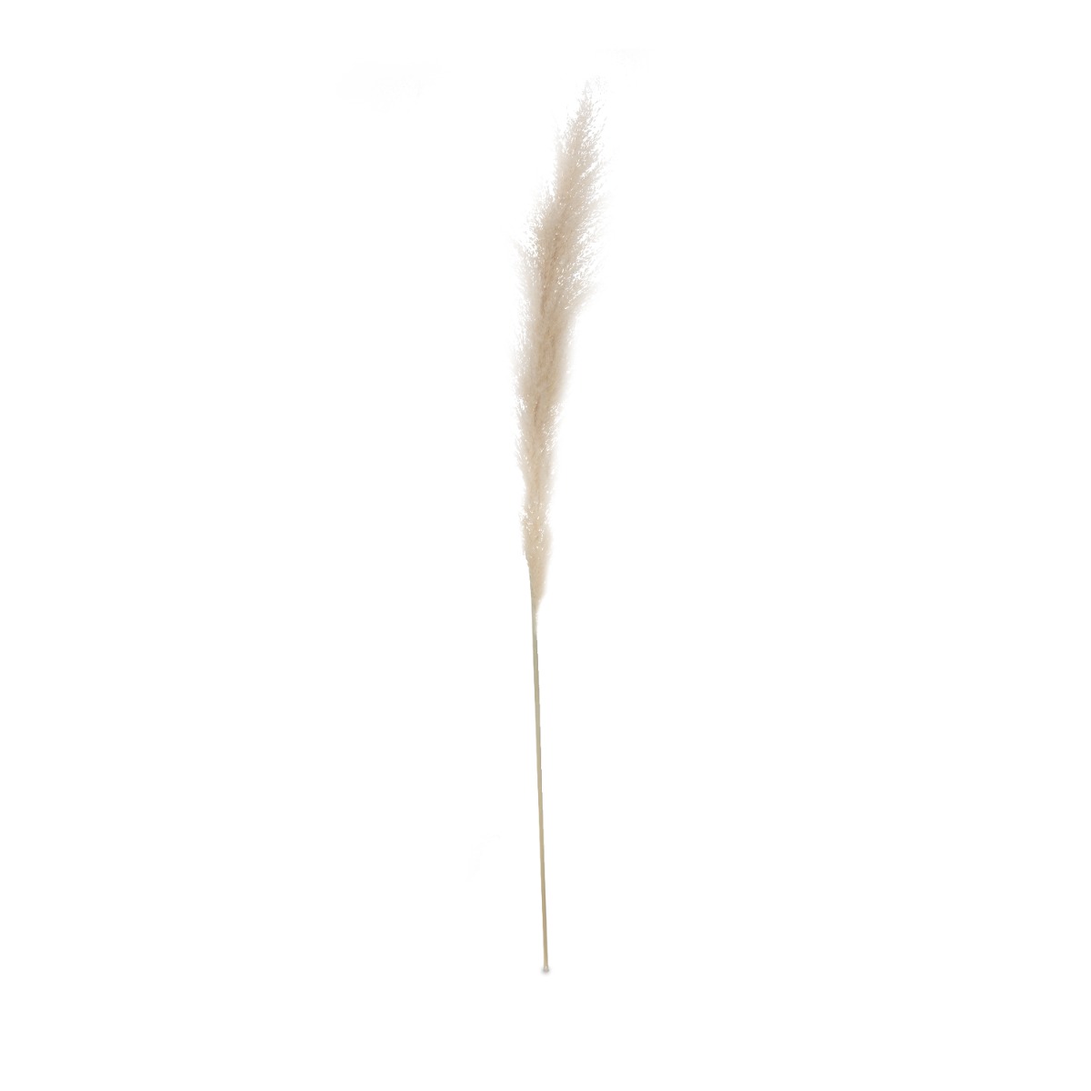 Preserved Natural Pampas 120cm