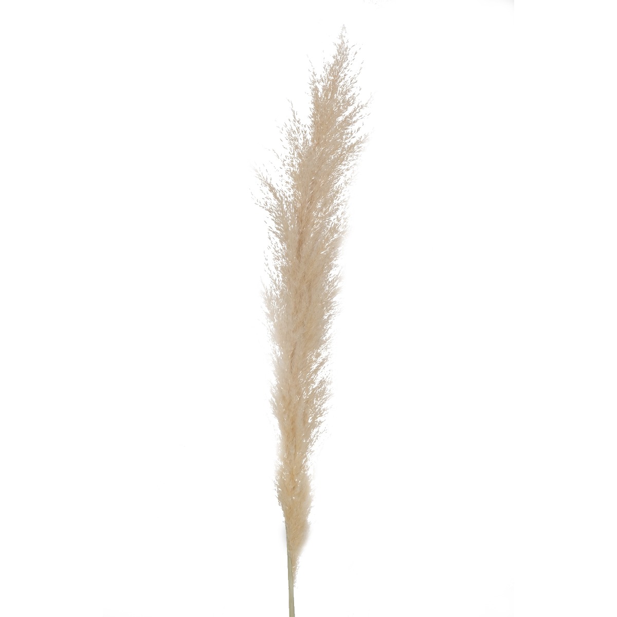 Preserved Natural Pampas 120cm
