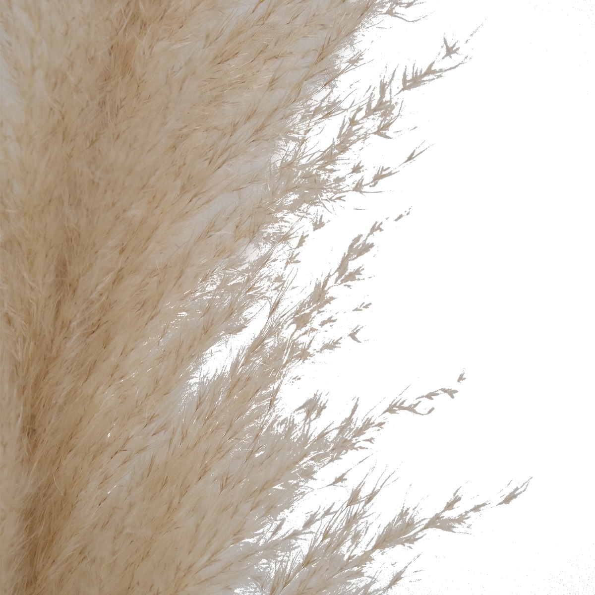 Preserved Natural Pampas 120cm
