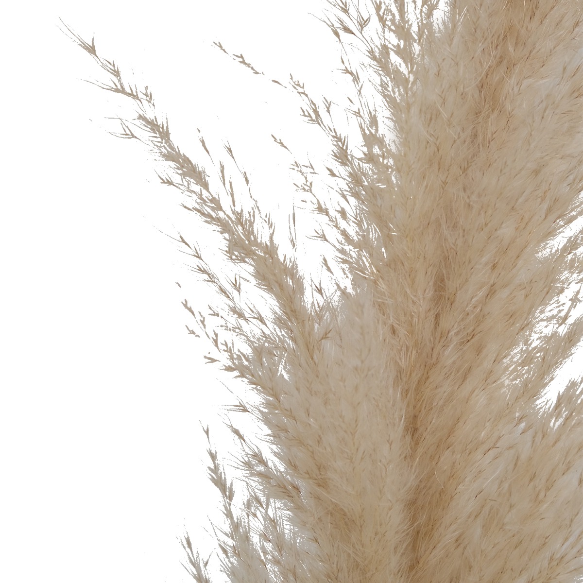 Preserved Natural Pampas 120cm