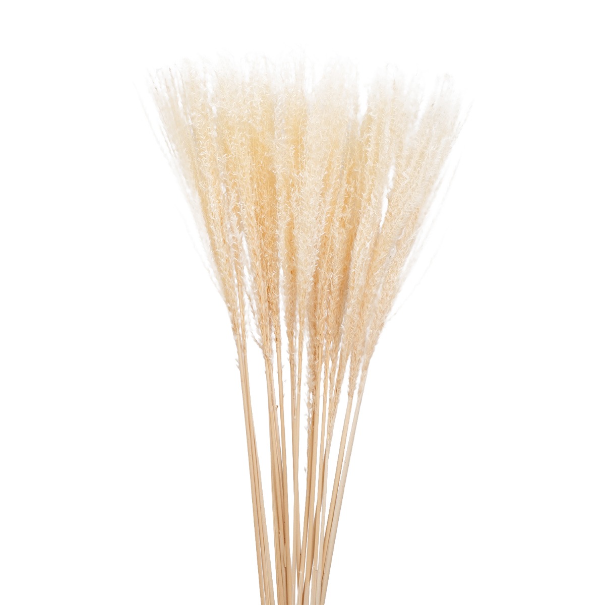 Preserved Beige Reed 85cm (Bunch)