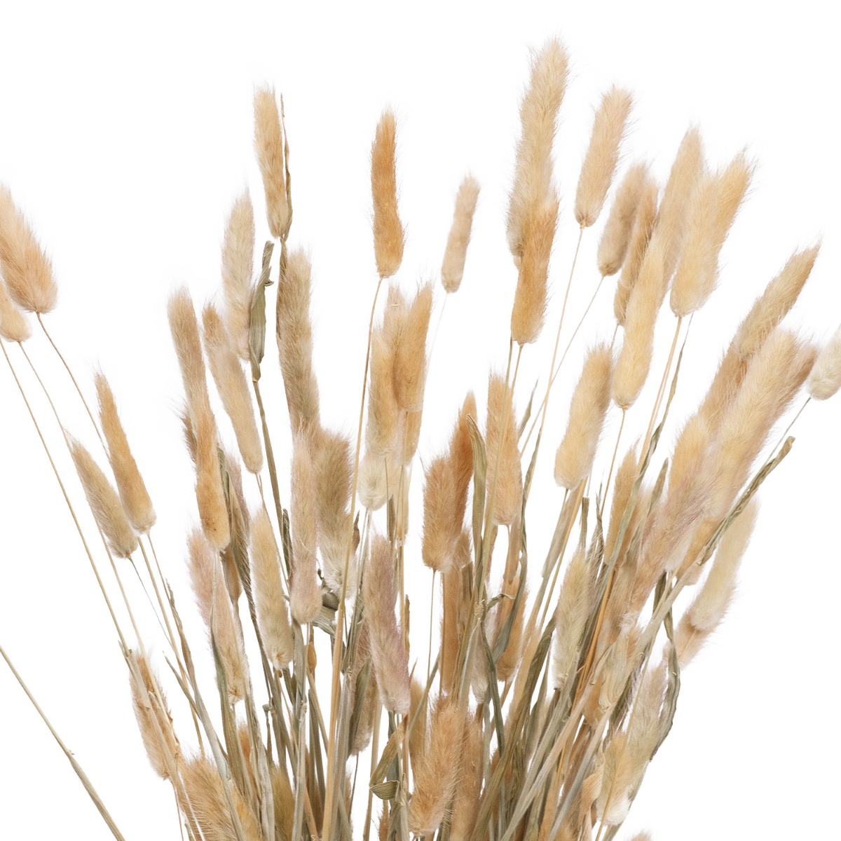 Preserved Natural Bunny Tail Grass 85cm (Bunch)