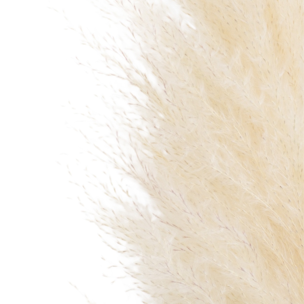 Preserved Natural Pampas 180cm