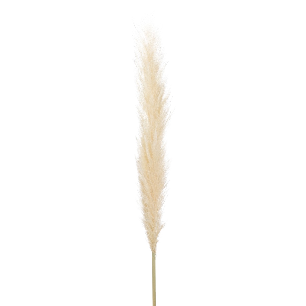 Preserved Natural Pampas 180cm
