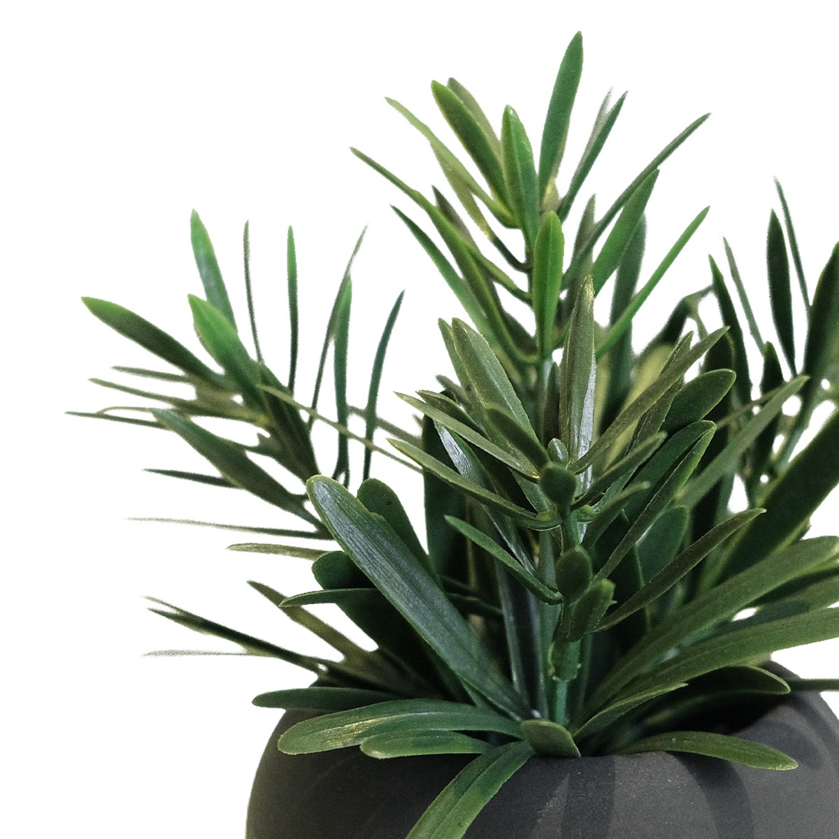 Rosemary in Paper Mache Pot