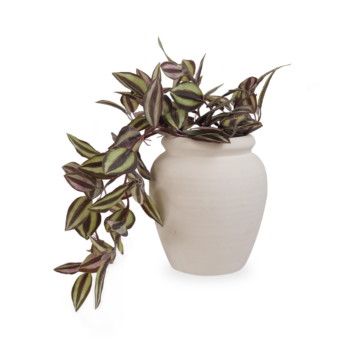 Tradescantia in Ceramic Pot