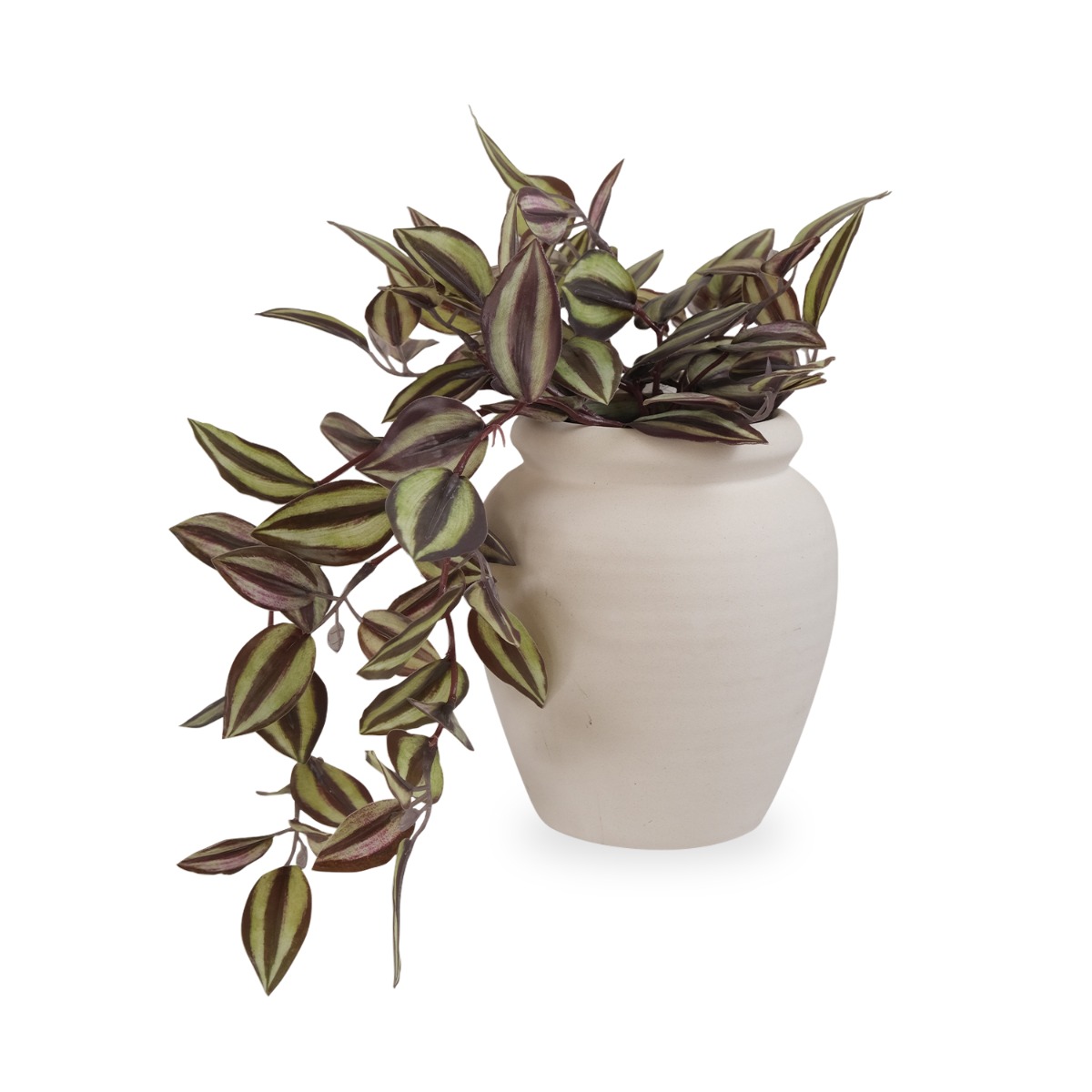 Tradescantia in Ceramic Pot