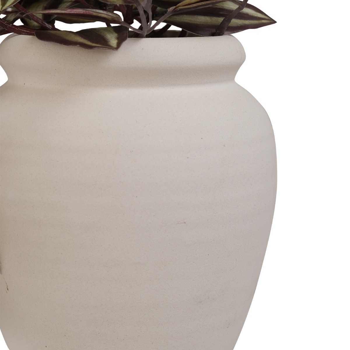 Tradescantia in Ceramic Pot