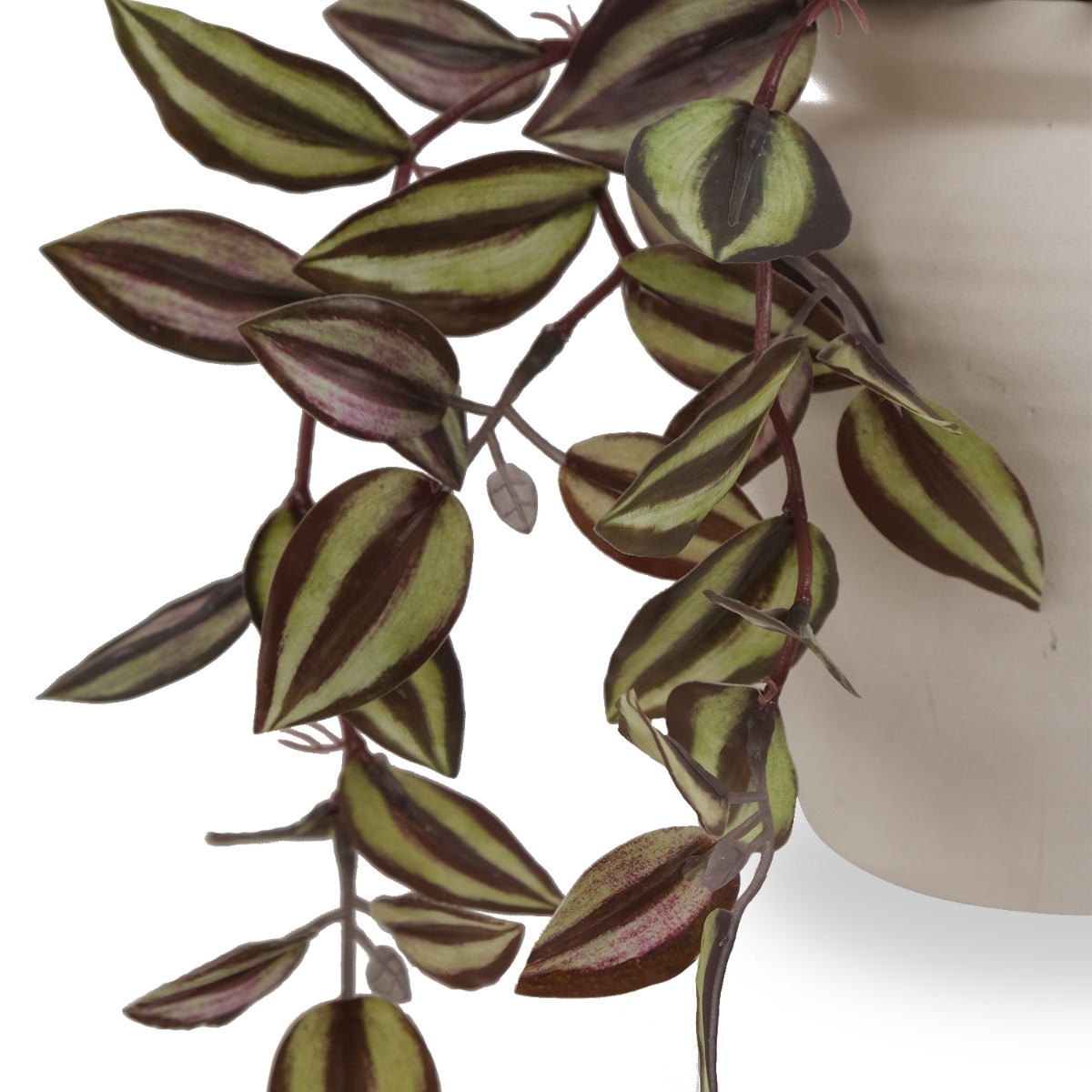 Tradescantia in Ceramic Pot