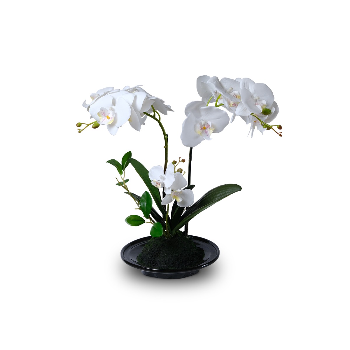 White Orchid in Black Ceramic Pot
