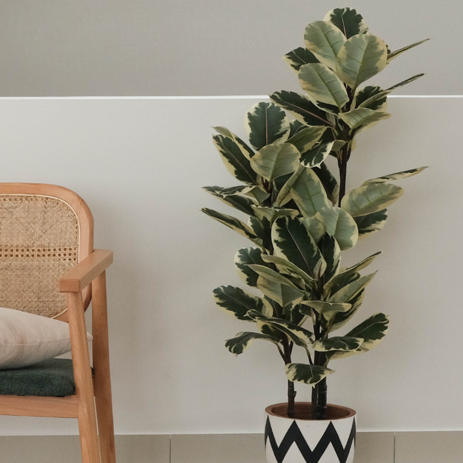 White-Edge Oak Tree 120cm