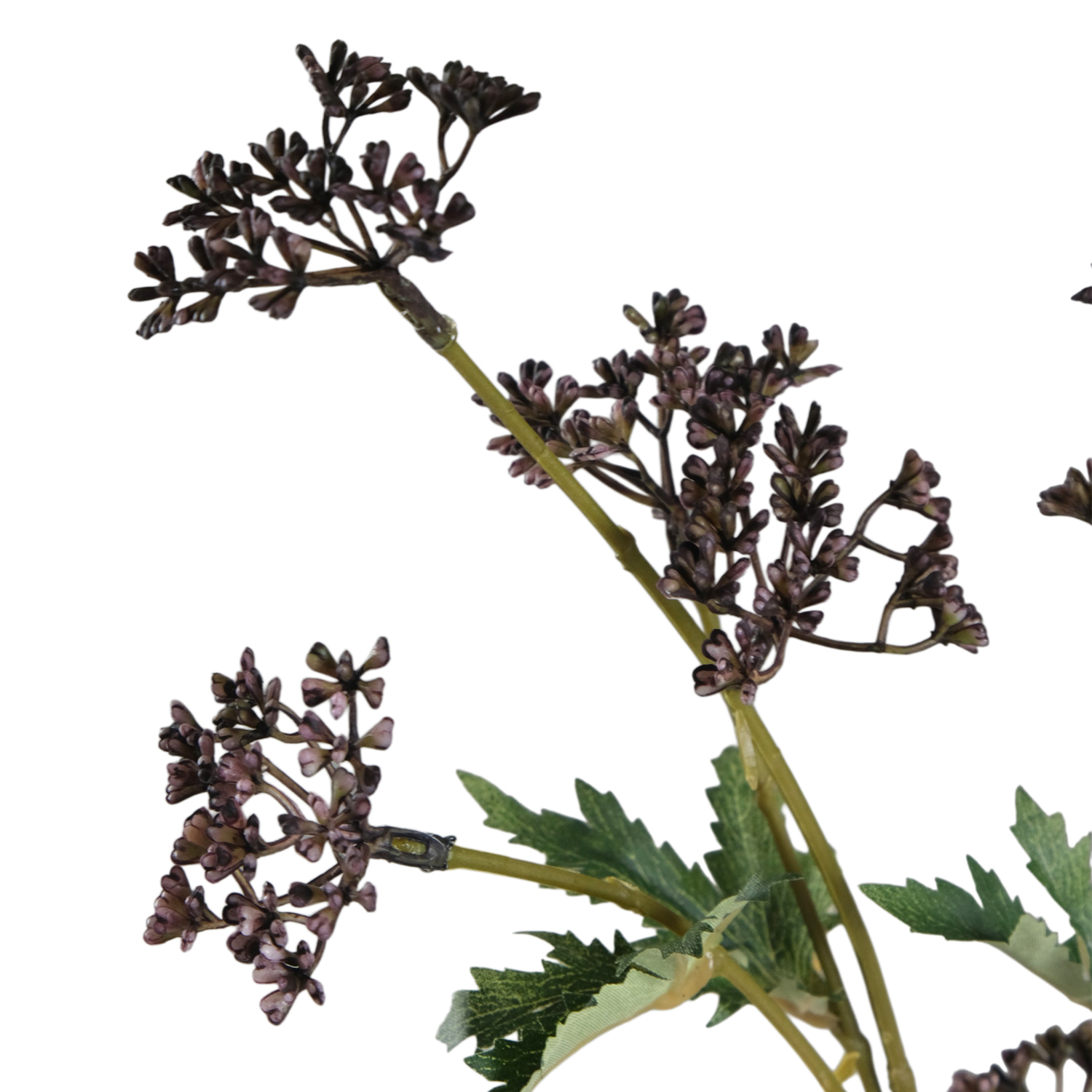 Valerian Dark Purple Flower Stem 55cm