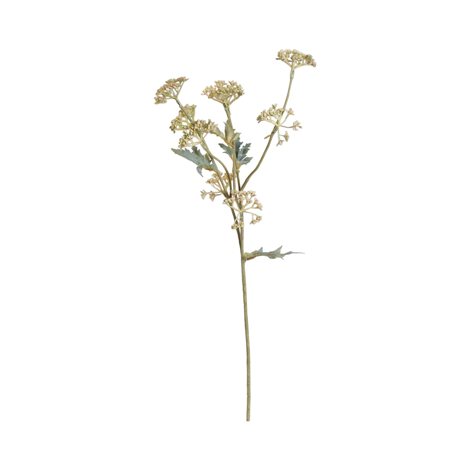 Valerian Pale Pink Flower Stem 55cm