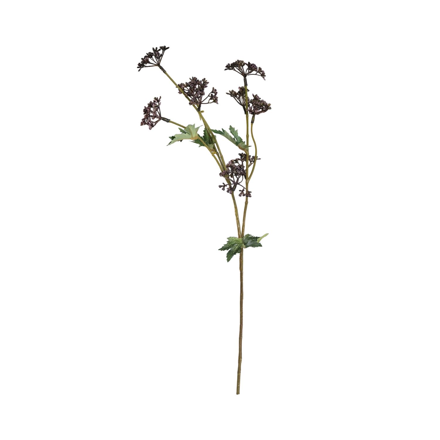 Valerian Dark Purple Flower Stem 55cm