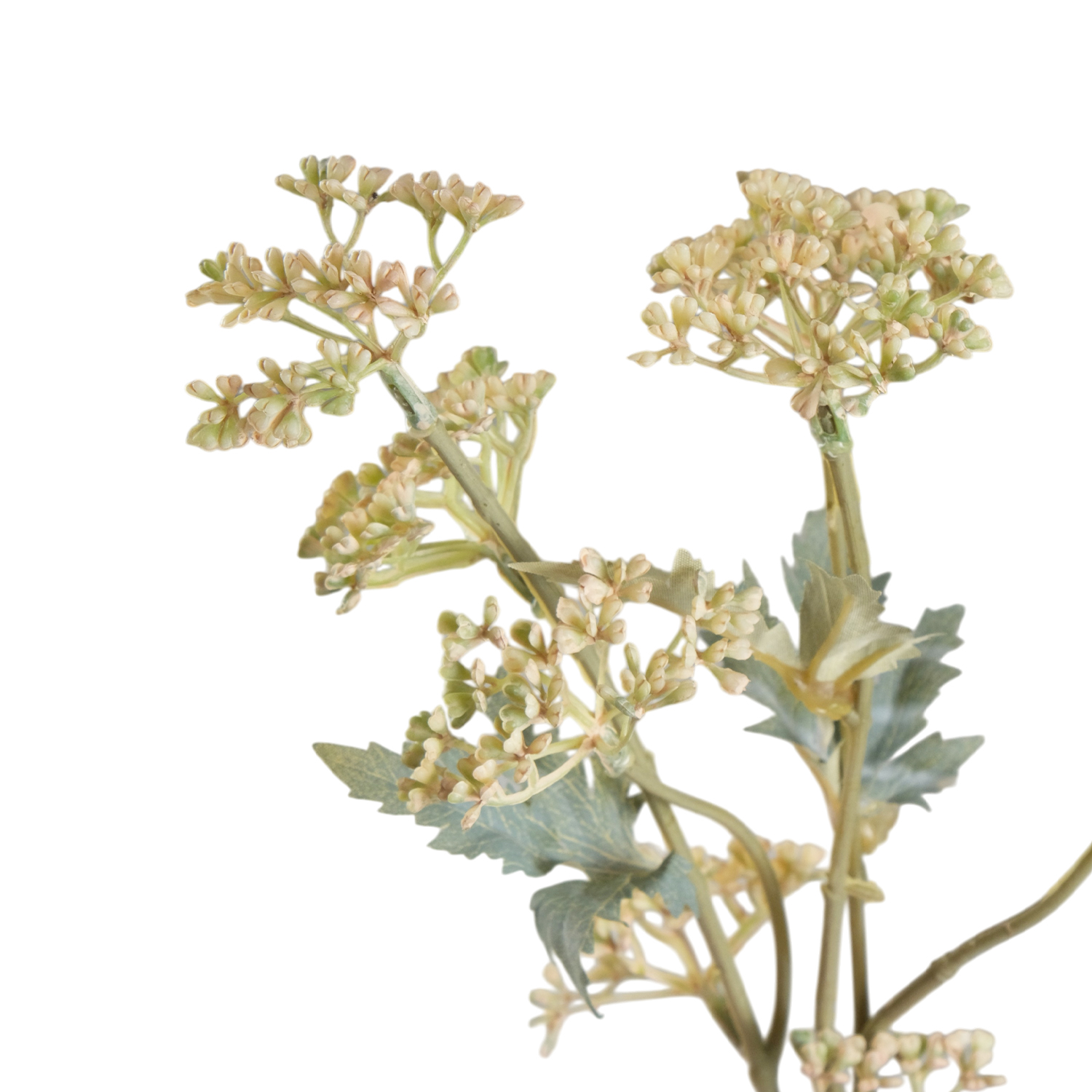 Valerian Pale Pink Flower Stem 55cm