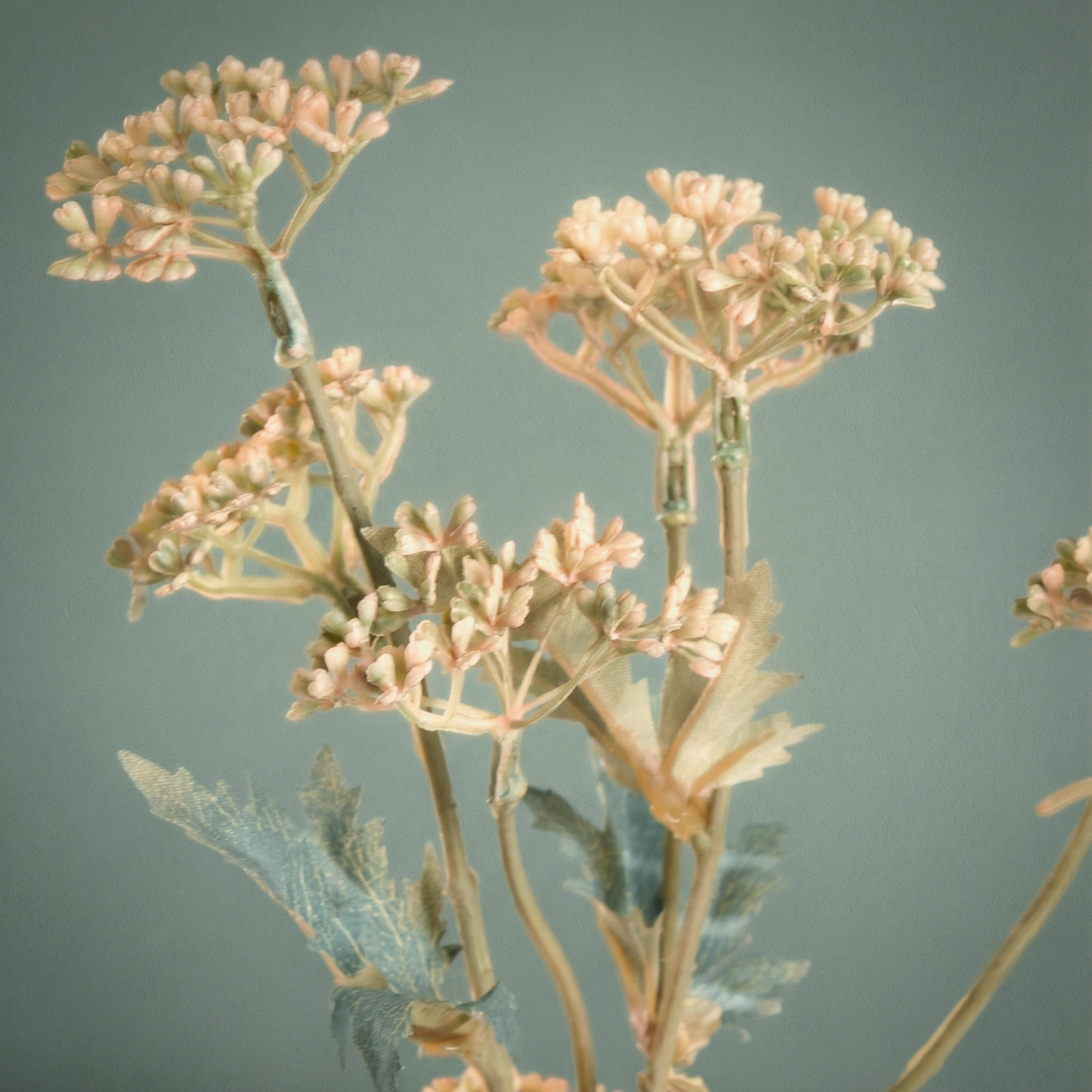 Valerian Pale Pink Flower Stem 55cm